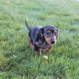 Girl 1 - Dapple female Dachshund puppy in Craig, Colorado from Rocky Mountain Shih Tzus and Dry Creek Miniature Dachshunds