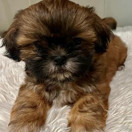 Shih Tzus from Oregon Shih Tzu