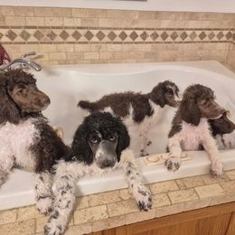 Poodle puppies from Pups Are Us