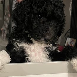 Sheepadoodle Puppies from Oodles of Doodles