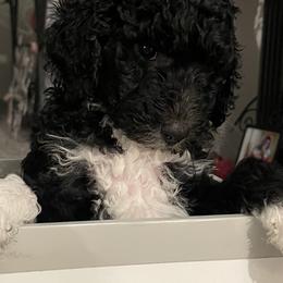 Sheepadoodle Puppies from Oodles of Doodles