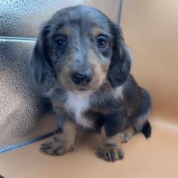 Salem - Dapple male Dachshund puppy in Barstow, California from Kindle & Burrow Dachshunds