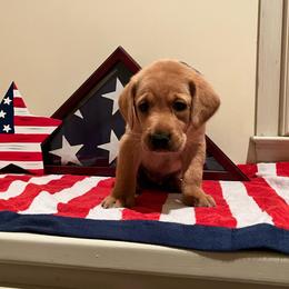 Blue Collar Male - Yellow male Labrador Retriever puppy in Hurtsboro, Alabama from PARK’s Family Farm