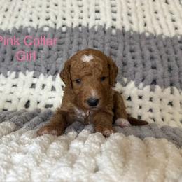 Pink Collar Girl - Apricot female Goldendoodle puppy in Pasadena, Texas from Knightsbane Standard Poodles