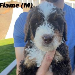 Bernedoodle Puppies from Coconutbernedoodles