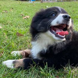 Miniature Australian Shepherds from Memory Farm Working Dogs