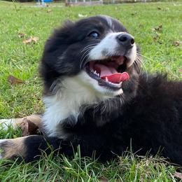 Miniature Australian Shepherds from Memory Farm Working Dogs