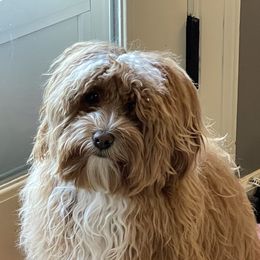 Bernedoodles and Havapoos from Precious Paws and Purrs
