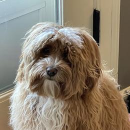 Bernedoodles and Havapoos from Precious Paws and Purrs