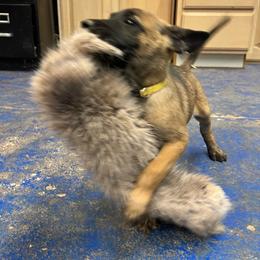 Sable - Yellow female Dutch Shepherd puppy in Sierra Vista, Arizona from KnightWatch K-9