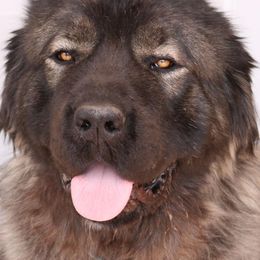 Caucasian Shepherd Dogs from Elane's Caucasian Shepherd Dogs