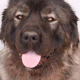 Caucasian Shepherd Dogs from Elane's Caucasian Shepherd Dogs