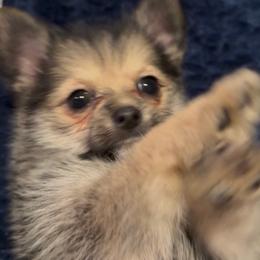 Frenchie - Black and tan female Companion Cross puppy in Jackson, New Jersey from Peapod Pomeranians