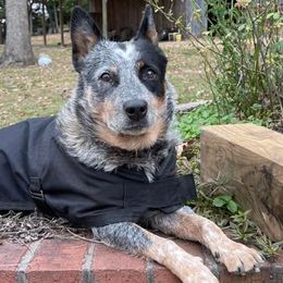 Australian Cattle Dogs and Dachshunds from Kari's Dachshunds and Heelers