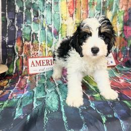 Bert - Tri-color male Bernedoodle puppy in Moulton, Iowa from Shondel Puppy Paws