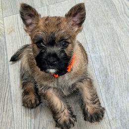 Orange boy - Red wheaten male Cairn Terrier puppy in Shell Knob, Missouri from Stoneridge Kennel