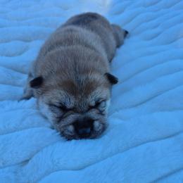 Sky - Black and tan female Shiba Inu puppy in Columbus Junction, Iowa from Liz's Shiba Inu