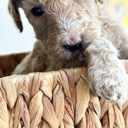 Poodle Puppies from Cheerful Poodles