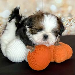 Clint - Tricolor male Shih Tzu puppy in Silver Lake, Oregon from Bling Shih Tzu