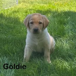 Goldie - Yellow male Labrador Retriever puppy in Tigard, Oregon from Morrison Labrador Retreivers