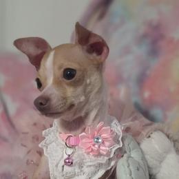 Pixie - Fawn and white female Chihuahua puppy in Bandera, Texas from Pup Cakes