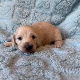 Cream pie - Cream male Dachshund puppy in New Mexico from Long Dog Ranch