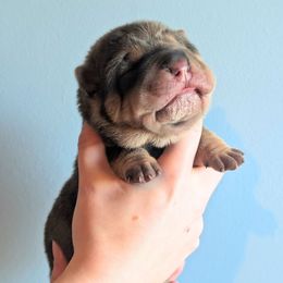 Chucky - Blue sable male Chinese Shar-Pei puppy in Clarksville, Tennessee from Wrinkle Bum Shar-Pei