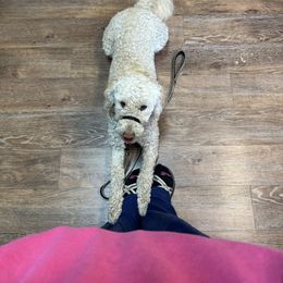 Goldendoodle All Grown Up from Elevation Goldens