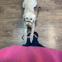 Goldendoodle All Grown Up from Elevation Goldens