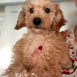 Eevee B3 - Apricot male Poodle puppy in Haines City, Florida from Camic Cockapoos