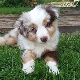 Miniature Australian Shepherd Puppies from LongMile Aussies