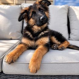Freya - Black and red female German Shepherd puppy in Herriman, Utah from VMS Shepherds