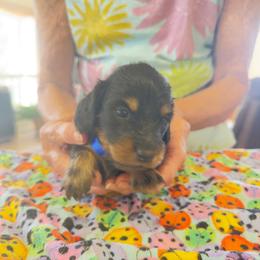 Critter ridge M - Black and tan male Dachshund puppy in Coulterville, California from Critter Ridge mini long hair Dachshunds