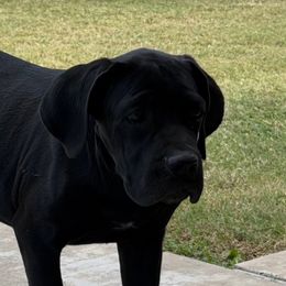 Tiana - AKC - Black female Cane Corso puppy in Denton, Texas from Raising Kane Corso’s