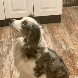 Izzy - Miniature Australian Shepherd