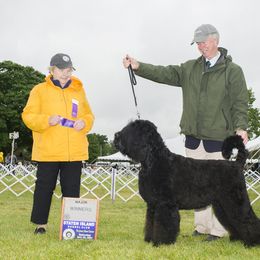 Black Russian Terrier All Grown Up from Gentle Beast