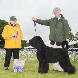 Black Russian Terrier All Grown Up from Gentle Beast