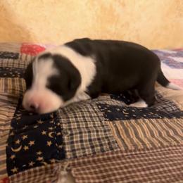 July - Black and white female Border Collie puppy in Lebanon, Oregon from Cahill’s Canines