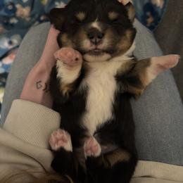 Shirley - Black and white female American Corgi puppy in Texas from AB Corgis