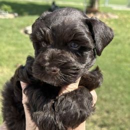 Rico - Liver male Miniature Schnauzer puppy in Newton, Alabama from Grace’s Schnauzers Paradise USA