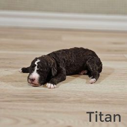 Titan - Brown male Bernedoodle puppy in Guthrie, Oklahoma from Edmond Doodles, LLC