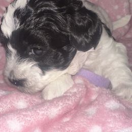 TBD - Black & white female Maltipoo puppy in Macomb, Michigan from Alexia