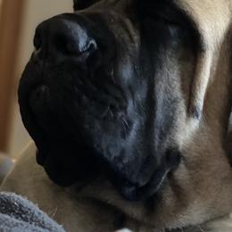 Mastiffs from Hickory Creek Mastiffs