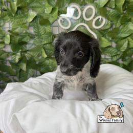 Safi (CKC) - Piebald female Dachshund puppy in Ocala, Florida from The Wiener Family