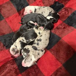 Blue Merle Male 1 - Blue merle male Miniature Australian Shepherd puppy in Washington, Indiana from Southern Indiana Mini Aussies