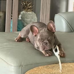 Lars - Liver male French Bulldog puppy in Palm Coast, Florida from Calypso Island French Bulldogs