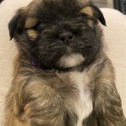 Lhasa Apso Puppies from Lhasa Apso Doggy Stylez Fl
