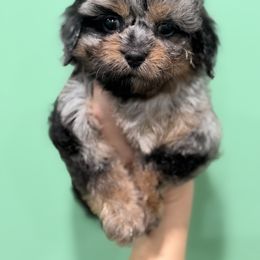 Mistletoe - Merle female Cavapoo puppy in Somerset, Kentucky from Hilltop Doodles KY LLC