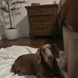 Lainey - Dachshund