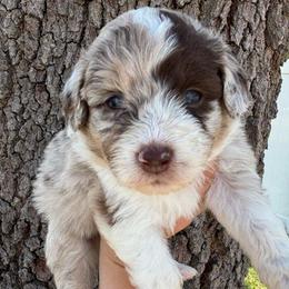 Red Merle Female - Patch - Red merle female Aussiedoodle puppy in Spring Hill, Florida from Pawprint Dreams Boarding and Kennel